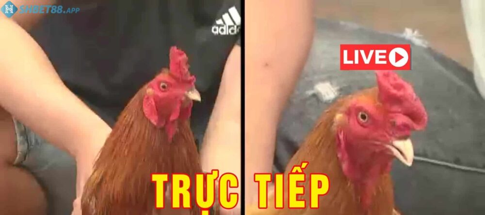 Tìm hiểu đá gà Campuchia trực tiếp hôm nay nghĩa là gì